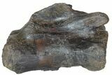 Tyrannosaur (Daspletosaurus) Vertebrae - Montana #78123-4
